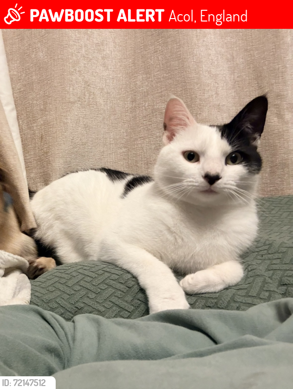 Lost Female Cat last seen Minster road acol, Acol, England 