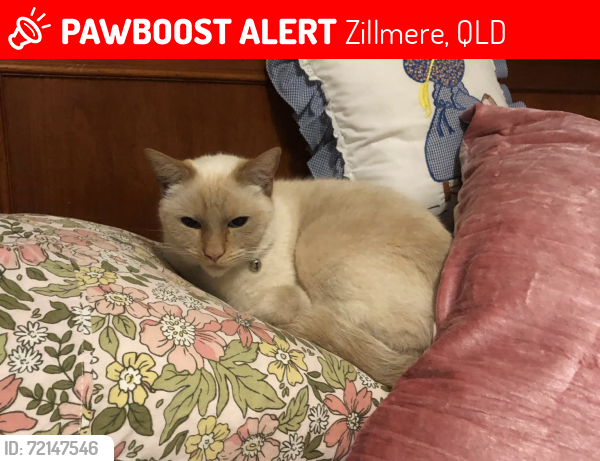 Lost Female Cat last seen Handford rd, Zillmere , Zillmere, QLD 4034