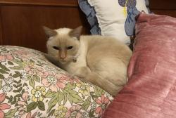 Lost Female Cat last seen Handford rd, Zillmere , Zillmere, QLD 4034