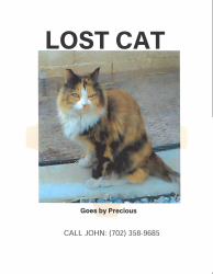 Lost Female Cat last seen Behind Sam's Town, Sunrise Manor, NV 89122