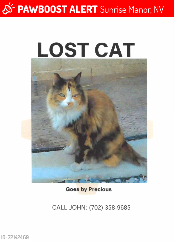 Lost Female Cat last seen Behind Sam's Town, Sunrise Manor, NV 89122