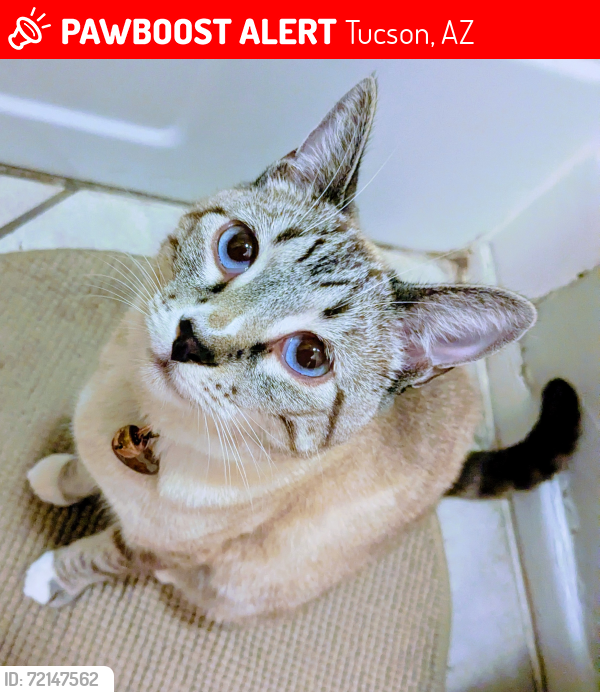 Lost Female Cat last seen Glenn/Dodge, Tucson, AZ 85716