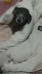 Lost Female Dog last seen Próximo ao restaurante da Zilda e também a escola estadual Rosália Isolina , Vila Nely, SP 08599-260