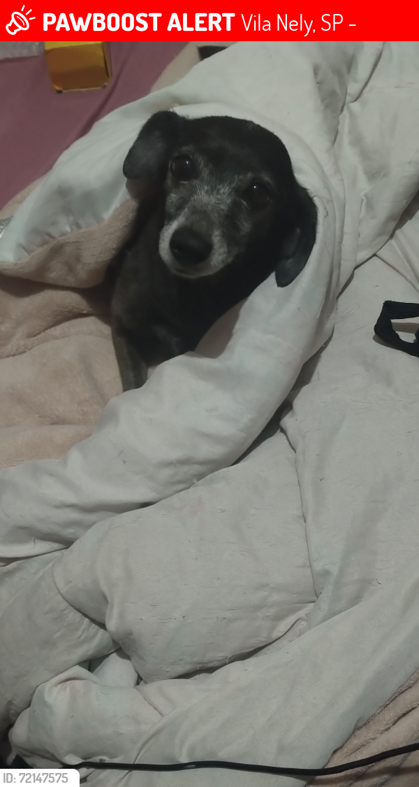 Lost Female Dog last seen Próximo ao restaurante da Zilda e também a escola estadual Rosália Isolina , Vila Nely, SP 08599-260