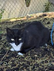 Lost Male Cat last seen Holden blvd and Elvin st, Staten Island, NY 10314