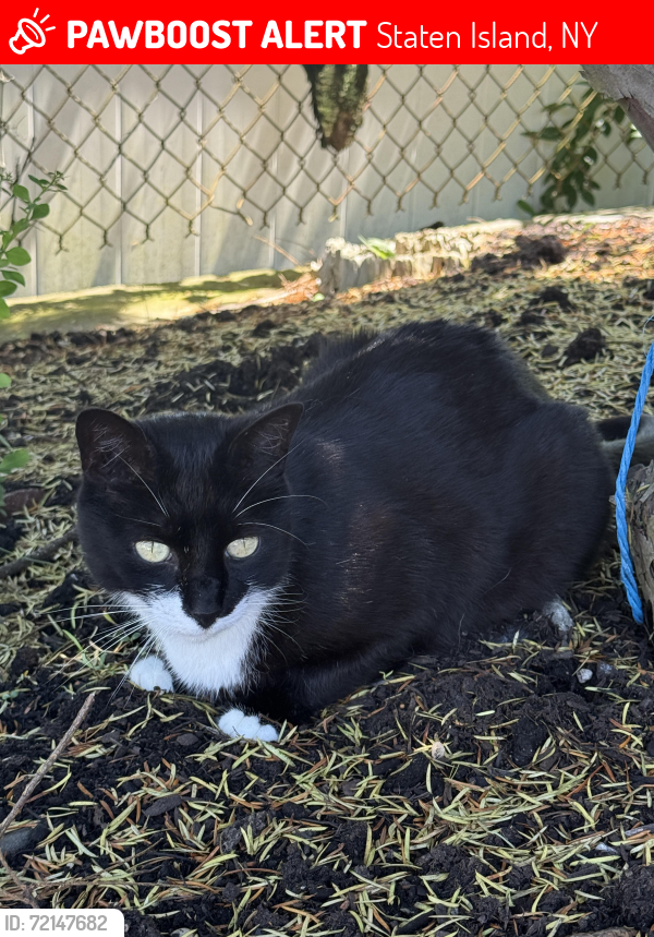 Lost Male Cat last seen Holden blvd and Elvin st, Staten Island, NY 10314