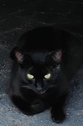 Lost Male Cat last seen Near Wright Ave Pasadena , Pasadena, CA 91104