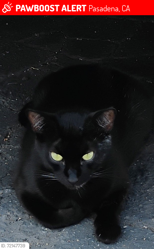 Lost Male Cat last seen Near Wright Ave Pasadena , Pasadena, CA 91104