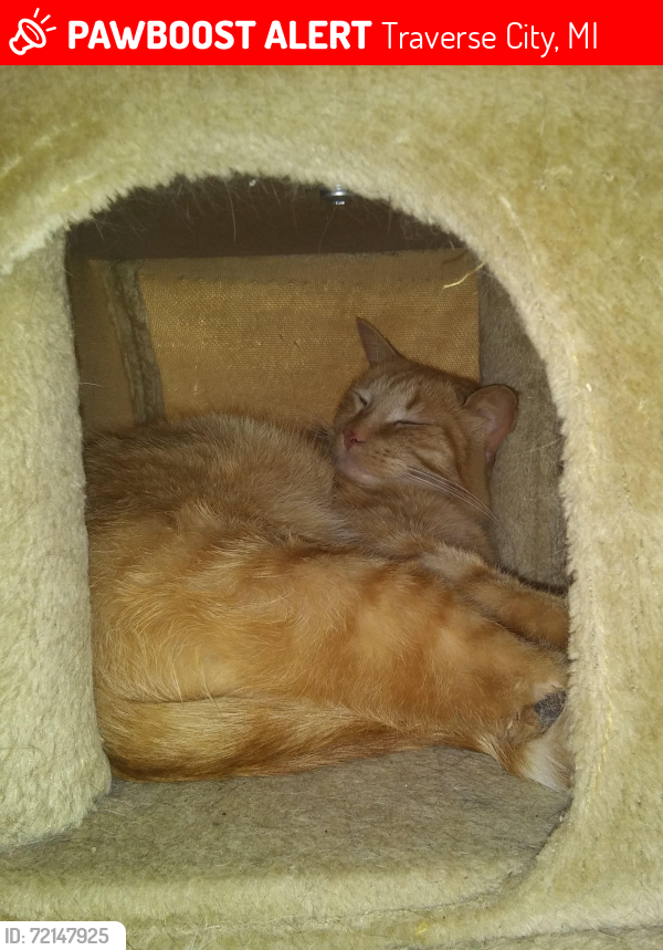 Lost Male Cat last seen Nimrod Rd/ Lemar ests , Traverse City, MI 49685