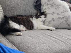 Lost Male Cat last seen Near sandy, Sandy, UT 84092