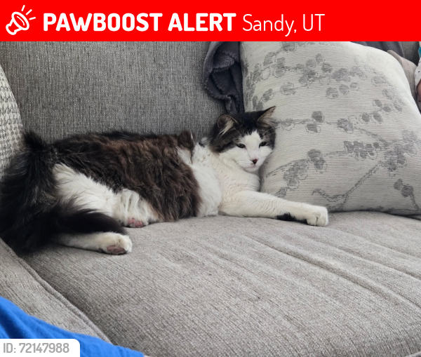 Lost Male Cat last seen Near sandy, Sandy, UT 84092