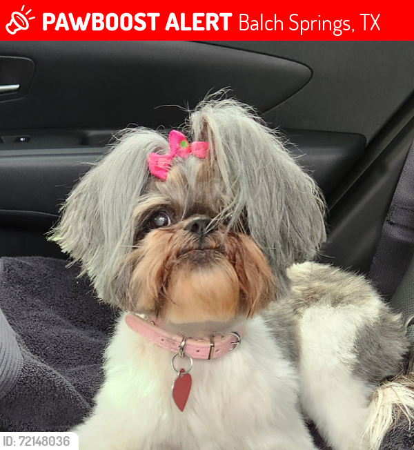 Lost Female Dog last seen Hickory Tree, Balch Springs, TX 75180