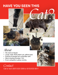 Reunited Male Cat last seen Cincinnati State, Cincinnati, OH 45220