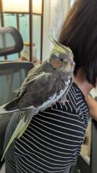 Lost Female Bird last seen East 89th Street and S 68th St Ave, Tulsa, OK 74133