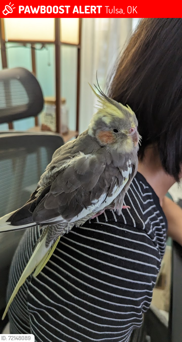 Lost Female Bird last seen East 89th Street and S 68th St Ave, Tulsa, OK 74133
