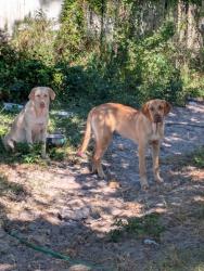 Found/Stray Female Dog last seen 70th and Flint Dr, Tampa, FL 33619