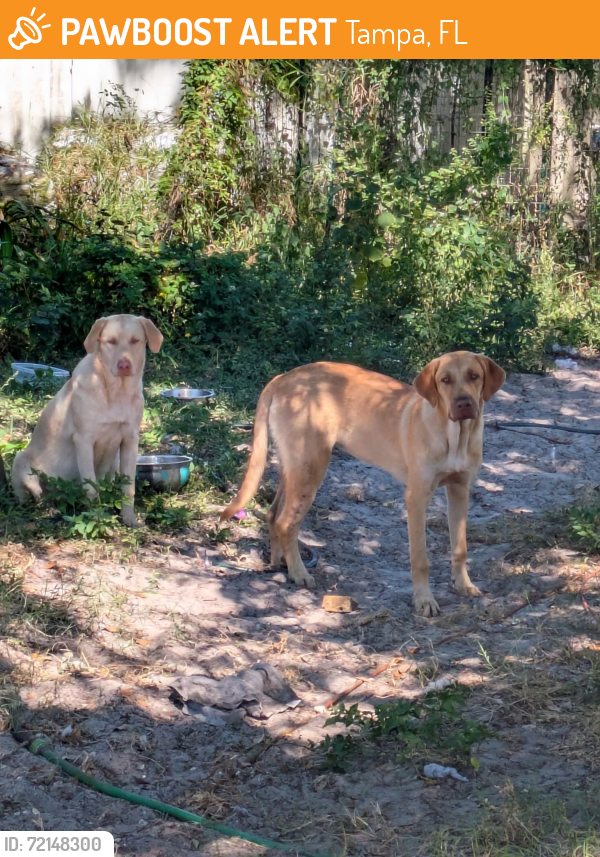 Found/Stray Female Dog last seen 70th and Flint Dr, Tampa, FL 33619