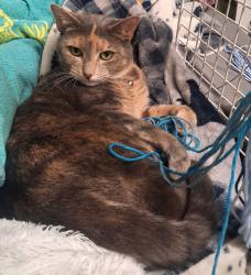 Lost Female Cat last seen Off of Beatty Ave , Gastonia, NC 28056