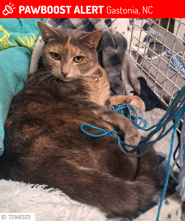 Lost Female Cat last seen Off of Beatty Ave, Gastonia, NC 28056
