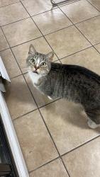 Lost Male Cat last seen 30th ave, Queens, NY 11369