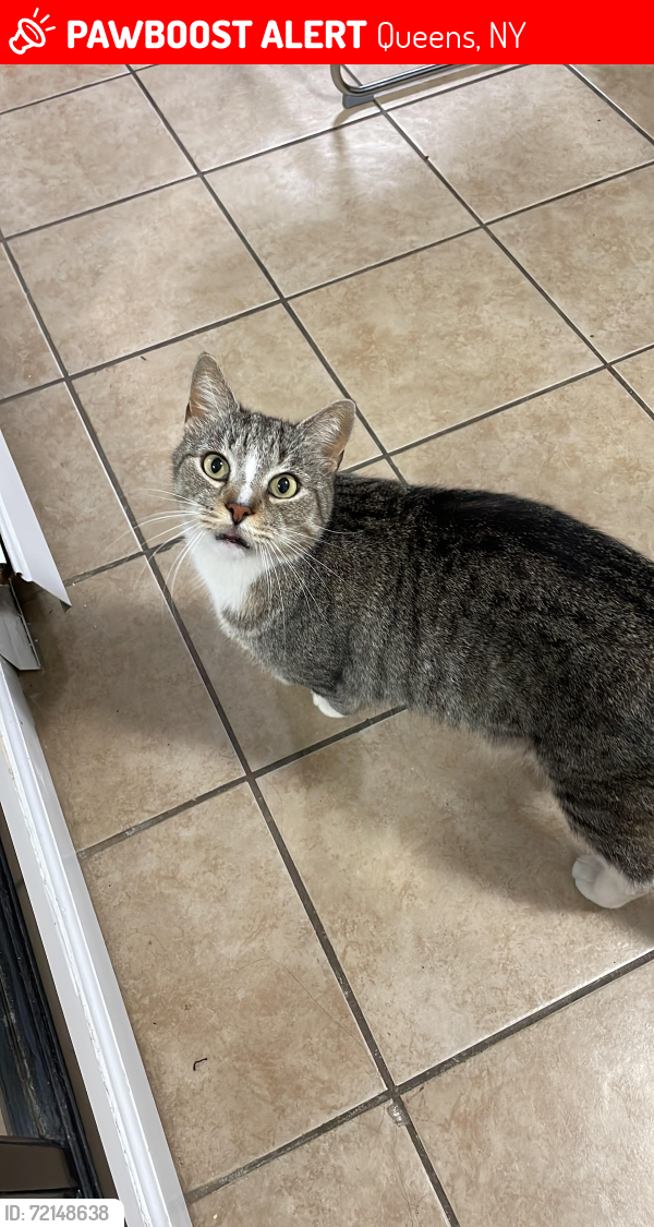 Lost Male Cat last seen 30th ave, Queens, NY 11369