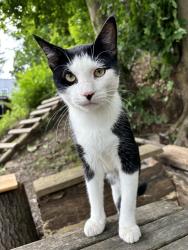 Lost Male Cat last seen Cohoes mohawk bike trail, Cohoes, NY 12047