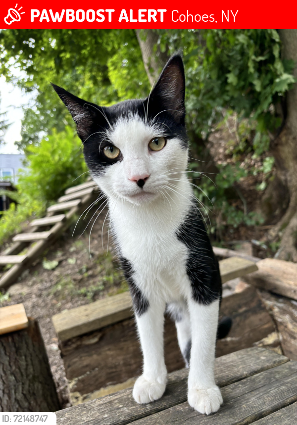Lost Male Cat last seen Cohoes mohawk bike trail, Cohoes, NY 12047