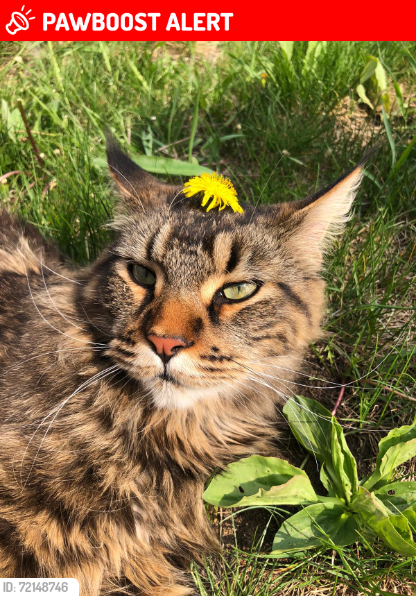 Lost Male Cat last seen Melbourne Road, Thunder Bay, ON P7G 2J3