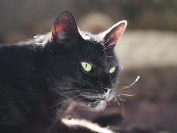 Lost Female Cat last seen Near 9th Street Imperial Beach, Imperial Beach, CA 91932