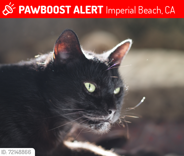 Lost Female Cat last seen Near 9th Street Imperial Beach, Imperial Beach, CA 91932