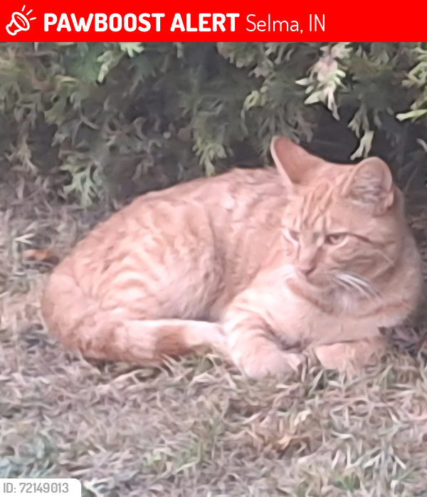 Lost Male Cat last seen Albany- Selma Pike.    10300 E Sunset Dr  Selma, IN, Selma, IN 47383