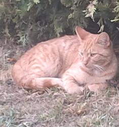 Lost Male Cat last seen Albany- Selma Pike.    10300 E Sunset Dr  Selma, IN, Selma, IN 47383