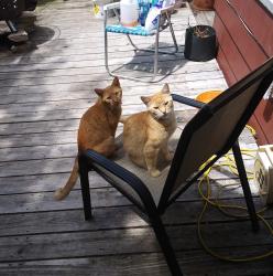 Lost Female Cat last seen 2nd Street, Hampton, VA 23664