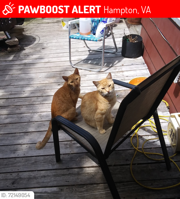 Lost Female Cat last seen 2nd Street, Hampton, VA 23664