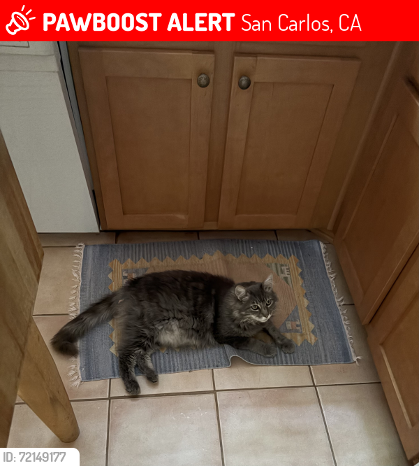 Lost Male Cat last seen Emerald Ave, San Carlos, CA 94070