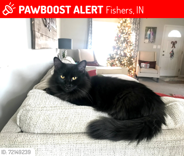 Lost Male Cat last seen 136th & Marilyn, Fishers, IN, Fishers, IN 46037