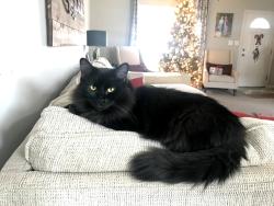 Lost Male Cat last seen 136th & Marilyn, Fishers, IN, Fishers, IN 46037