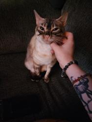 Lost Female Cat last seen In my yard as I was leaving for work as she became indoor outdoor a few weeks prior as she kept finding ways outside and was miserable when I tried keeping her indoors fully., New Ellenton, SC 29809