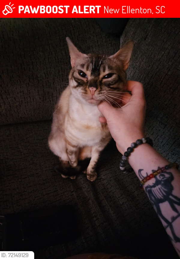 Lost Female Cat last seen In my yard as I was leaving for work as she became indoor outdoor a few weeks prior as she kept finding ways outside and was miserable when I tried keeping her indoors fully., New Ellenton, SC 29809