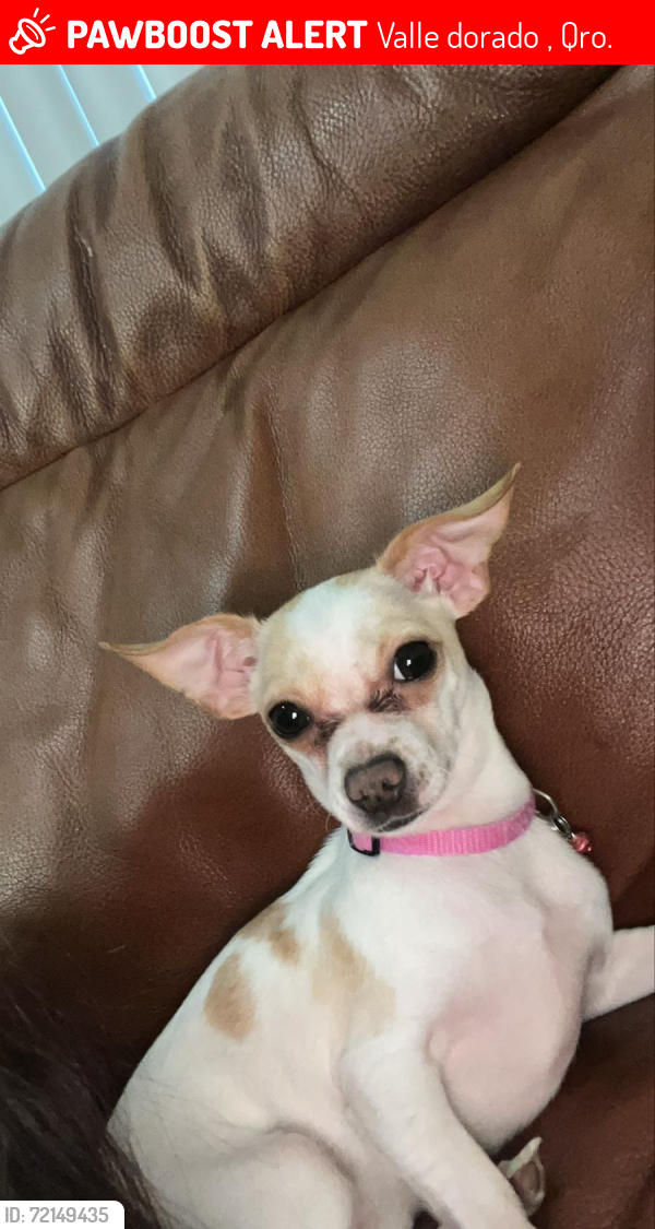 Lost Female Dog last seen Calle Valle del Sol Naciente 48 76908 El Pueblito, Valle dorado 2000, Qro. 76908