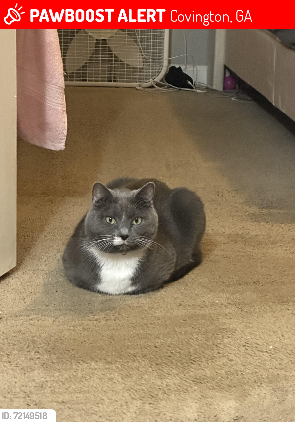 Lost Male Cat last seen McGiboney, Fox Meadows, Salem Rd, Covington, GA 30016