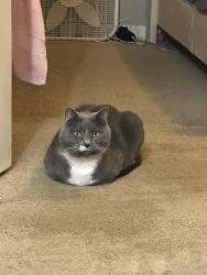 Lost Male Cat last seen McGiboney, Fox Meadows, Salem Rd, Covington, GA 30016