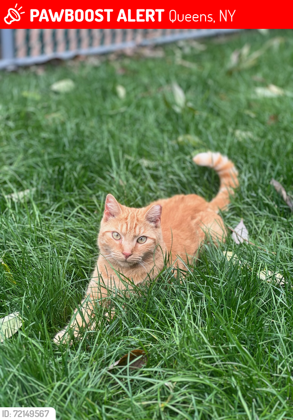 Lost Male Cat last seen 159th St. & 45th Avenue , Queens, NY 11358
