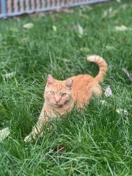 Lost Male Cat last seen 159th St. & 45th Avenue , Queens, NY 11358