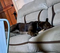 Lost Female Dog last seen Penlan Rd, New Canton, VA 23123