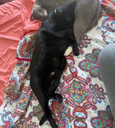 Lost Male Cat last seen El Camino ct. Seguin, Texas 78155, Seguin, TX 78155