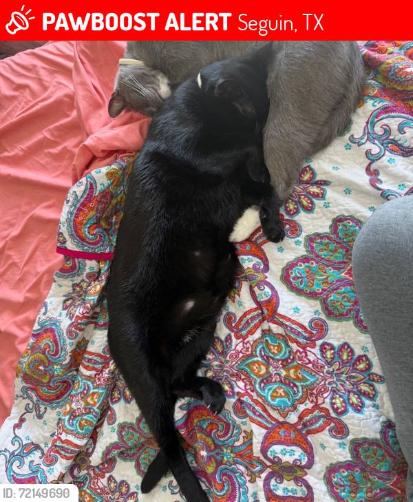 Lost Male Cat last seen El Camino ct. Seguin, Texas 78155, Seguin, TX 78155