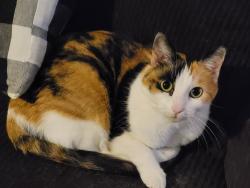 Lost Female Cat last seen Glen hills Dr., Derby, KS 67037