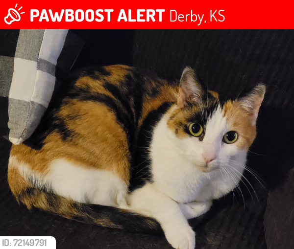 Lost Female Cat last seen Glen hills Dr., Derby, KS 67037