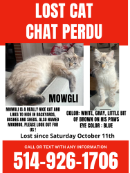 Lost Male Cat last seen Sherbrooke Ouest and Fielding, Montréal-Ouest, QC H4X